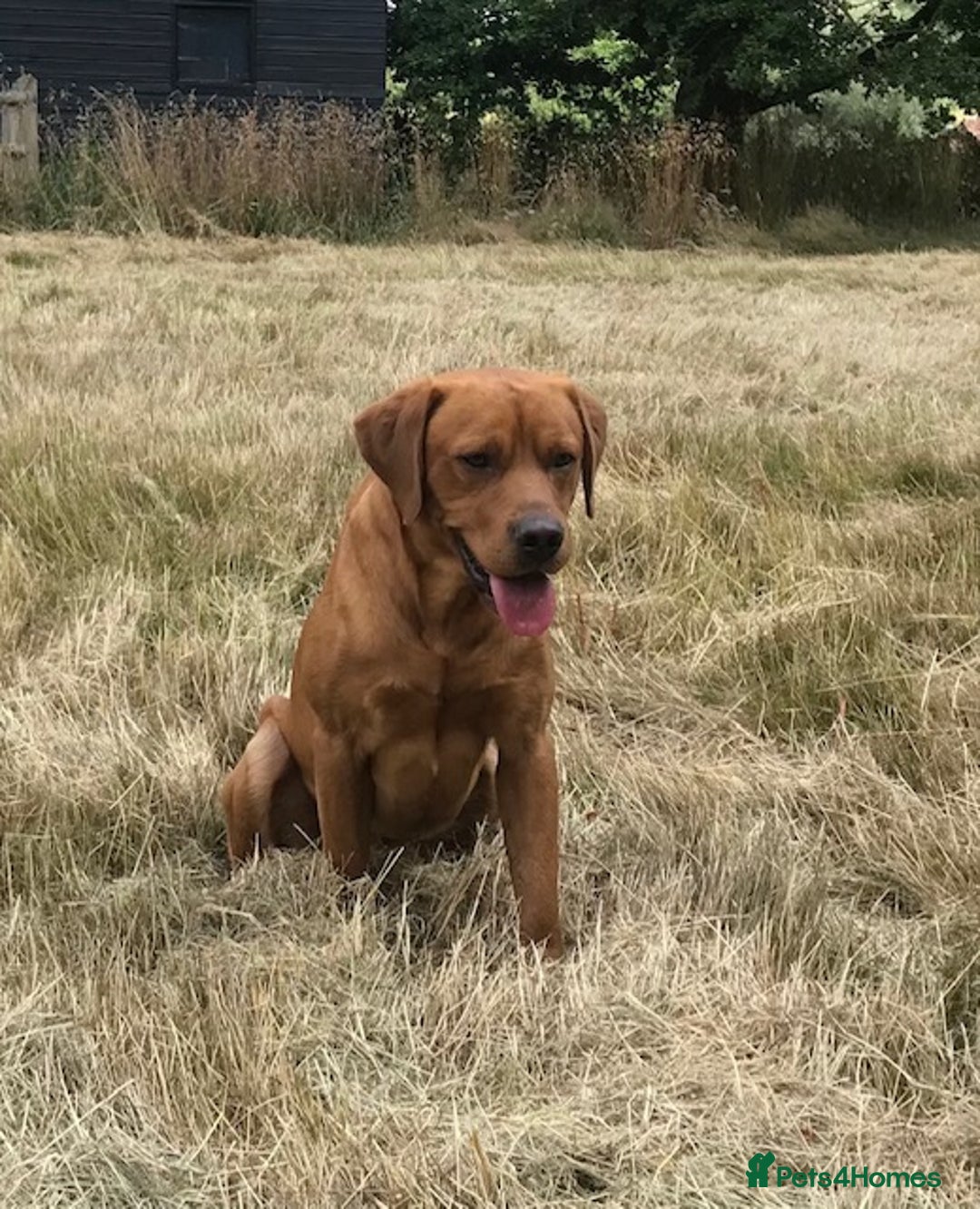 Labrador Retriever dogs for stud: Fox Red Labrador for Stud in Ashford - Image 1