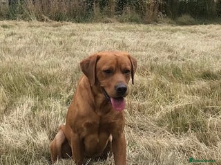 Labrador Retriever dogs in Ashford - Advert 16