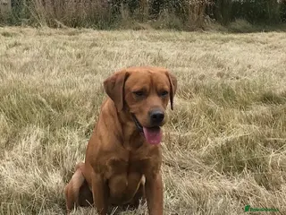 Labrador Retriever dogs Fox Red Labrador for Stud in Ashford - Advert 2