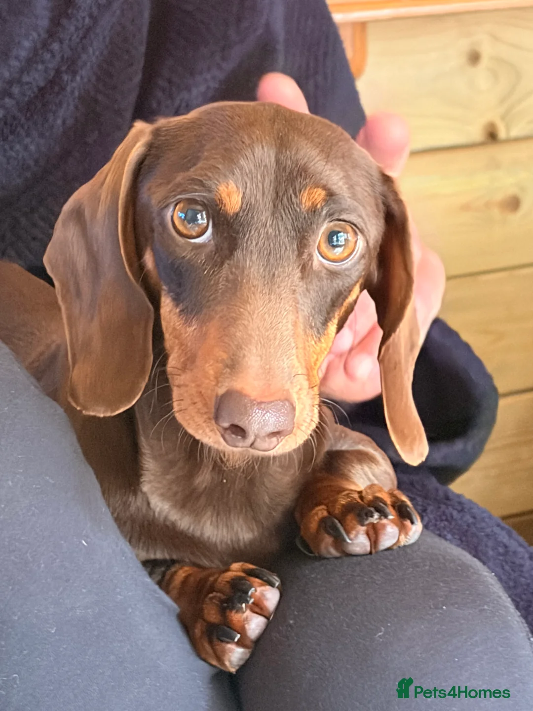 Miniature Dachshund dogs for sale: Miniature daschund puppies for sale in Egham - Advert 2