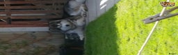 Alaskan Malamute dogs for stud: kc alaskan malamute stud dog(imp russia) in Liverpool - Advert 11
