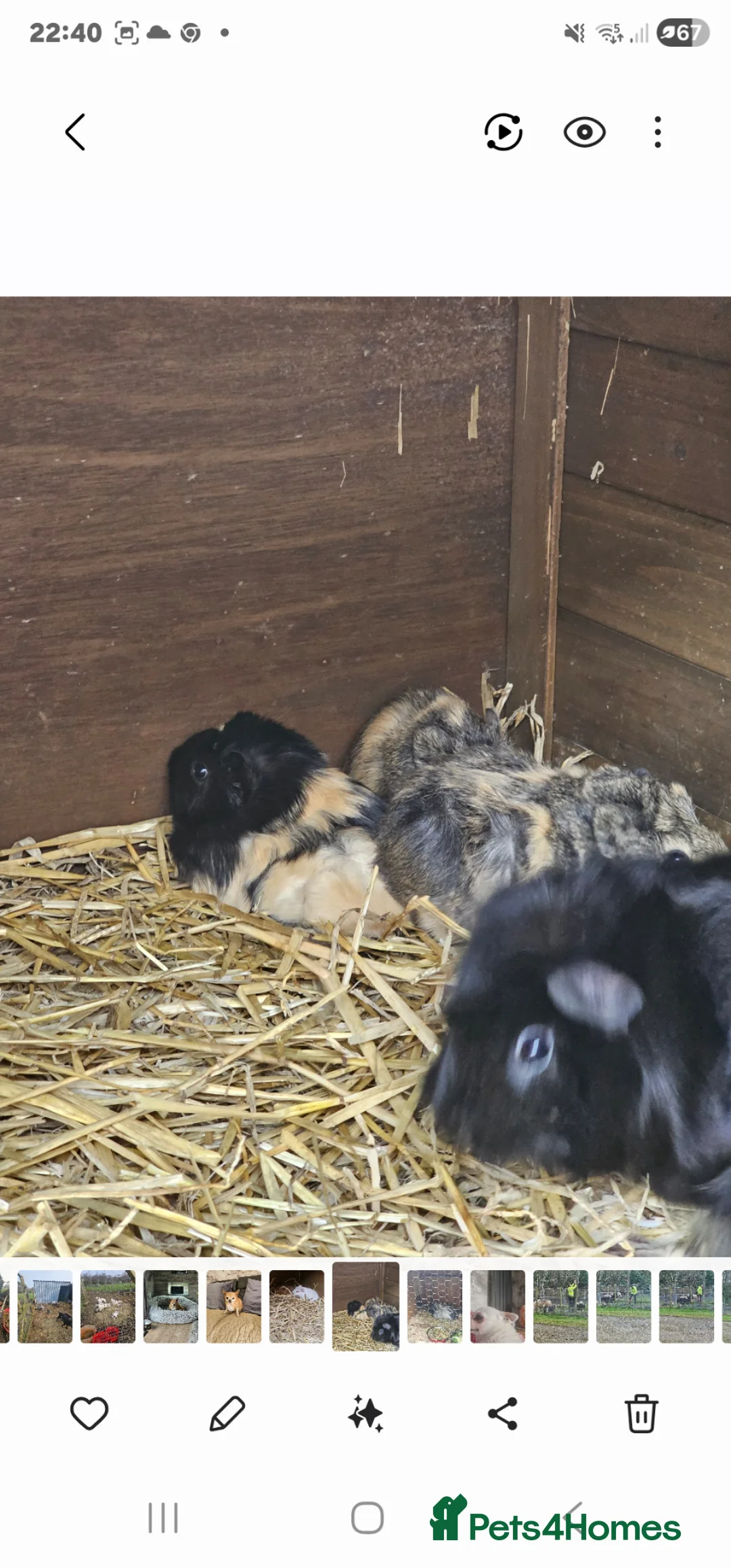 Guinea Pig rodents for sale: Guinea pigs need a good home  - Advert 3