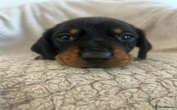 Dachshund dogs for sale: Puppies - Image 3