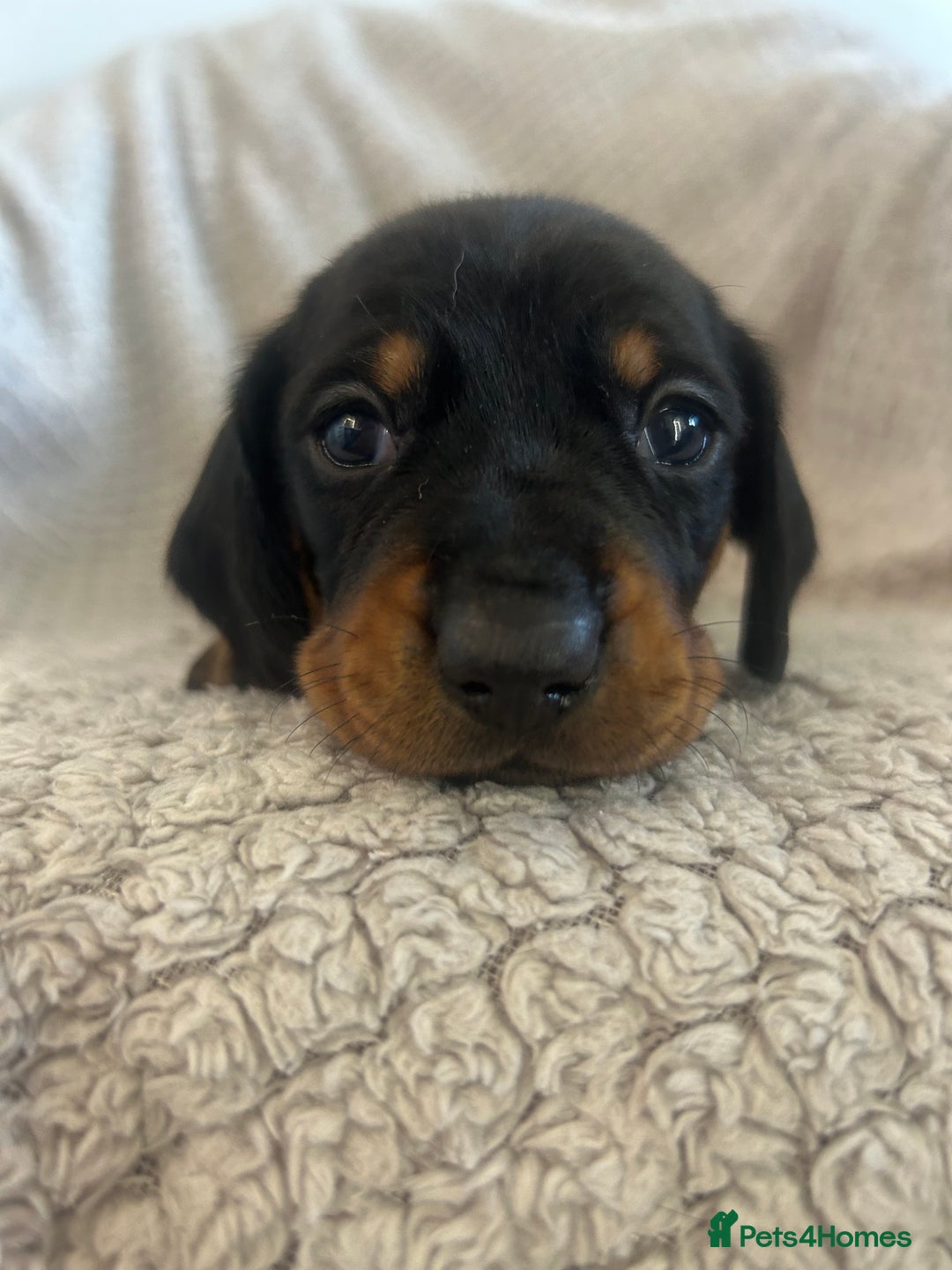 Dachshund dogs for sale: Puppies - Image 3
