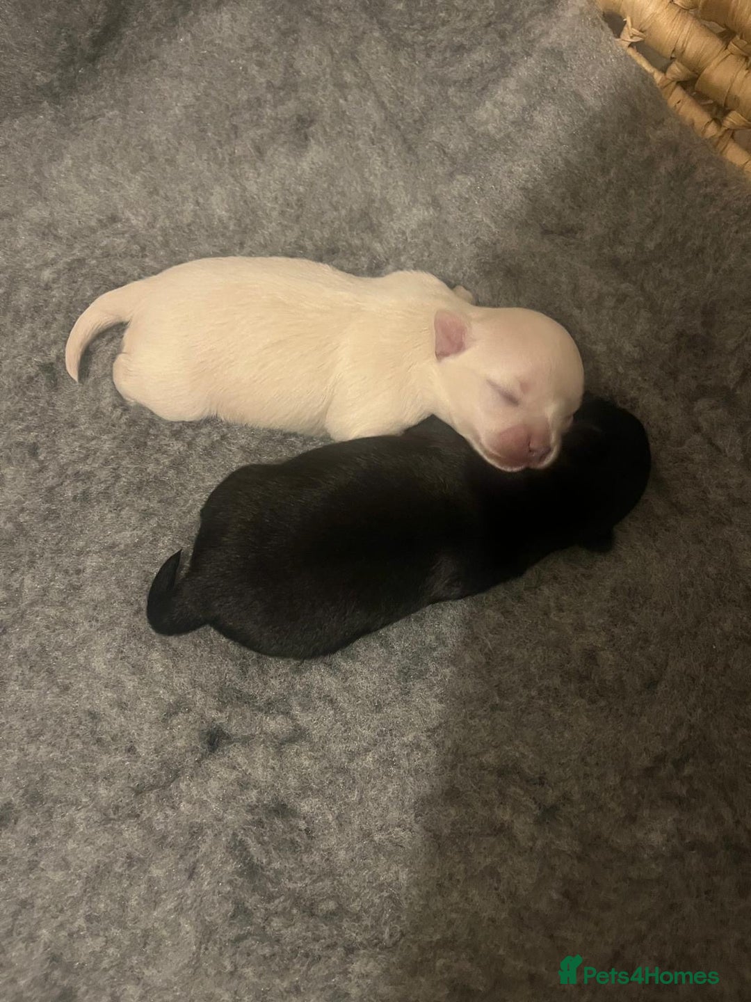 Chihuahua dogs for stud: ❤️ KC REG EXTENSIVELY HEALTH TESTED STUD ❤️ in London - Advert 27