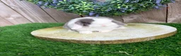 Mini Lop rabbits for sale: ⭐️ QUALITY FRIENDLY BABY MINI LOPS ⭐️ - Advert 10
