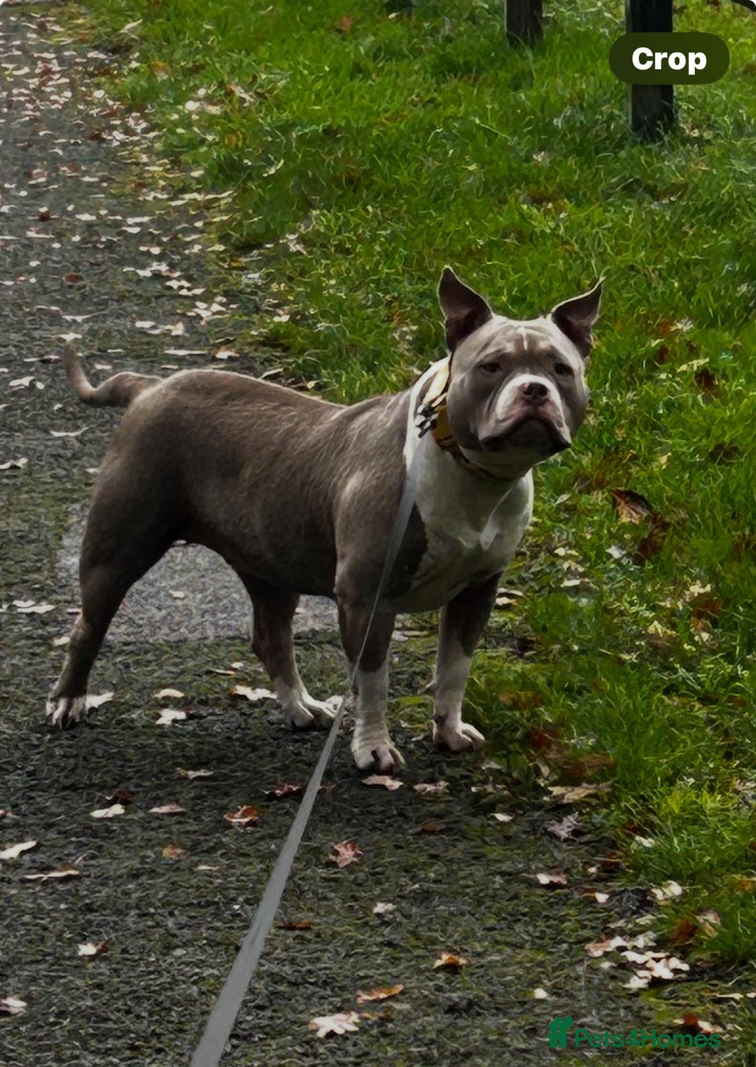 American Bully dogs for sale: American pocket bully bitch  - Advert 4