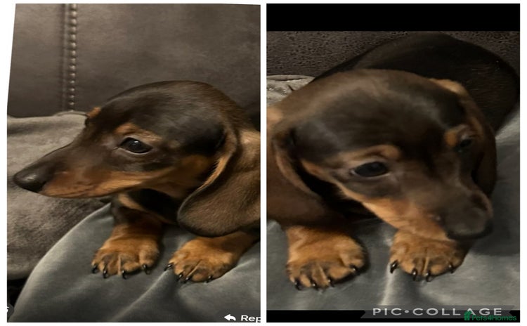 Miniature Dachshund dogs - Advert 5