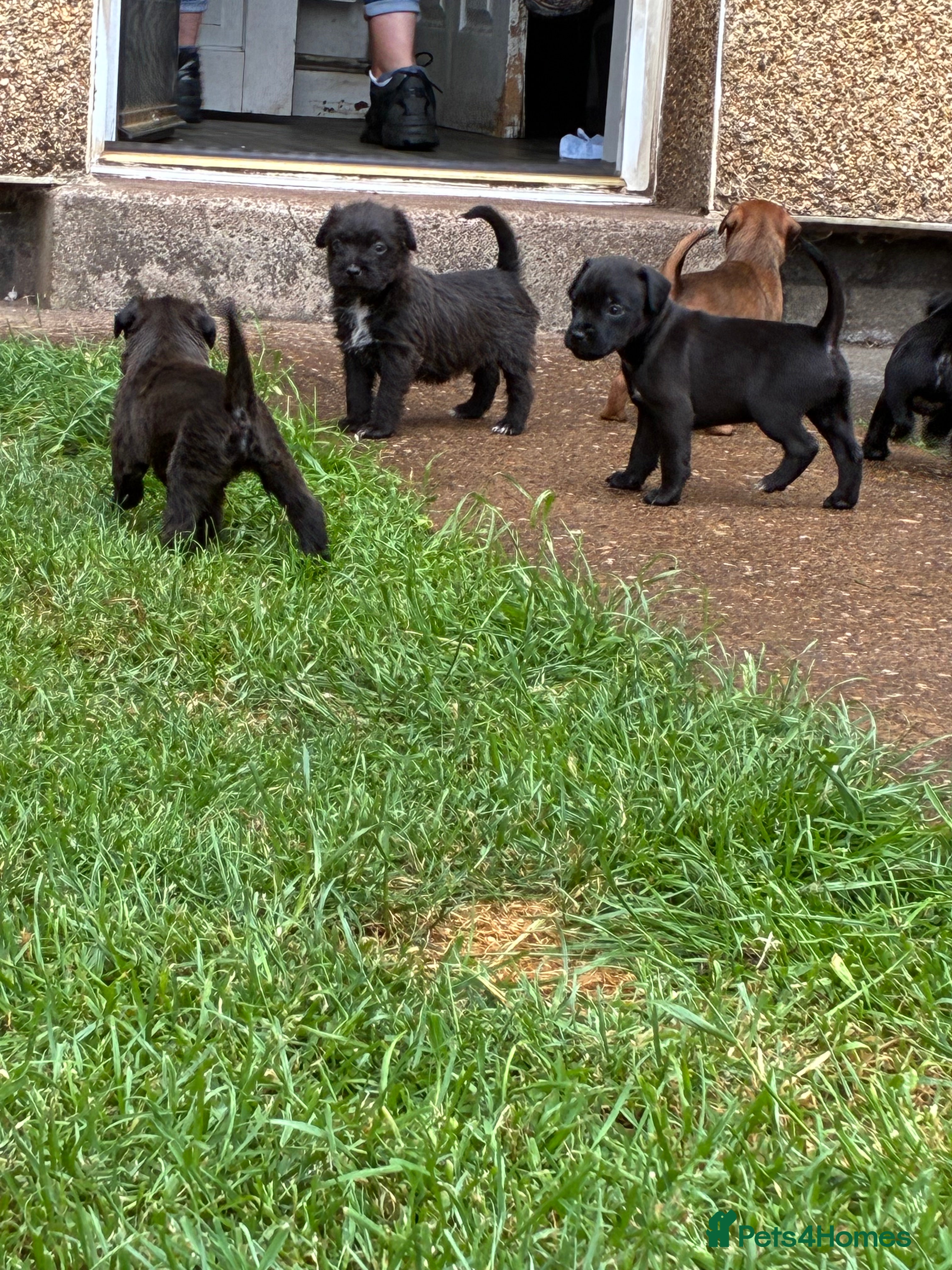 Mixed Breed dogs for sale: Patterdale Lakeland’s - Advert 15