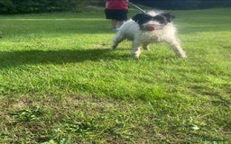 Jack Russell dogs for sale: Jack Russell puppies *SHORT LEGGED* - Advert 15