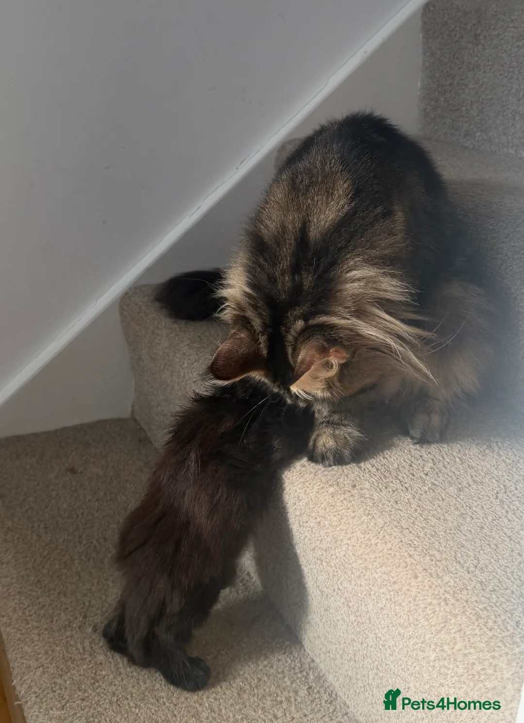 Maine Coon cats for sale: Big & Chuncky Maine coon kittens in Braintree - Advert 2