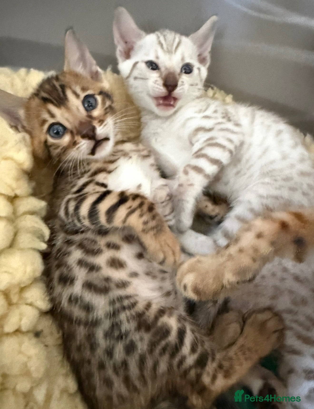 Bengal cats TICA Pedigree Bengal Kittens Snow & Brown  - Advert 3