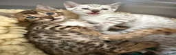 Bengal cats for sale: TICA Pedigree Bengal Kittens Snow & Brown  - Advert 1