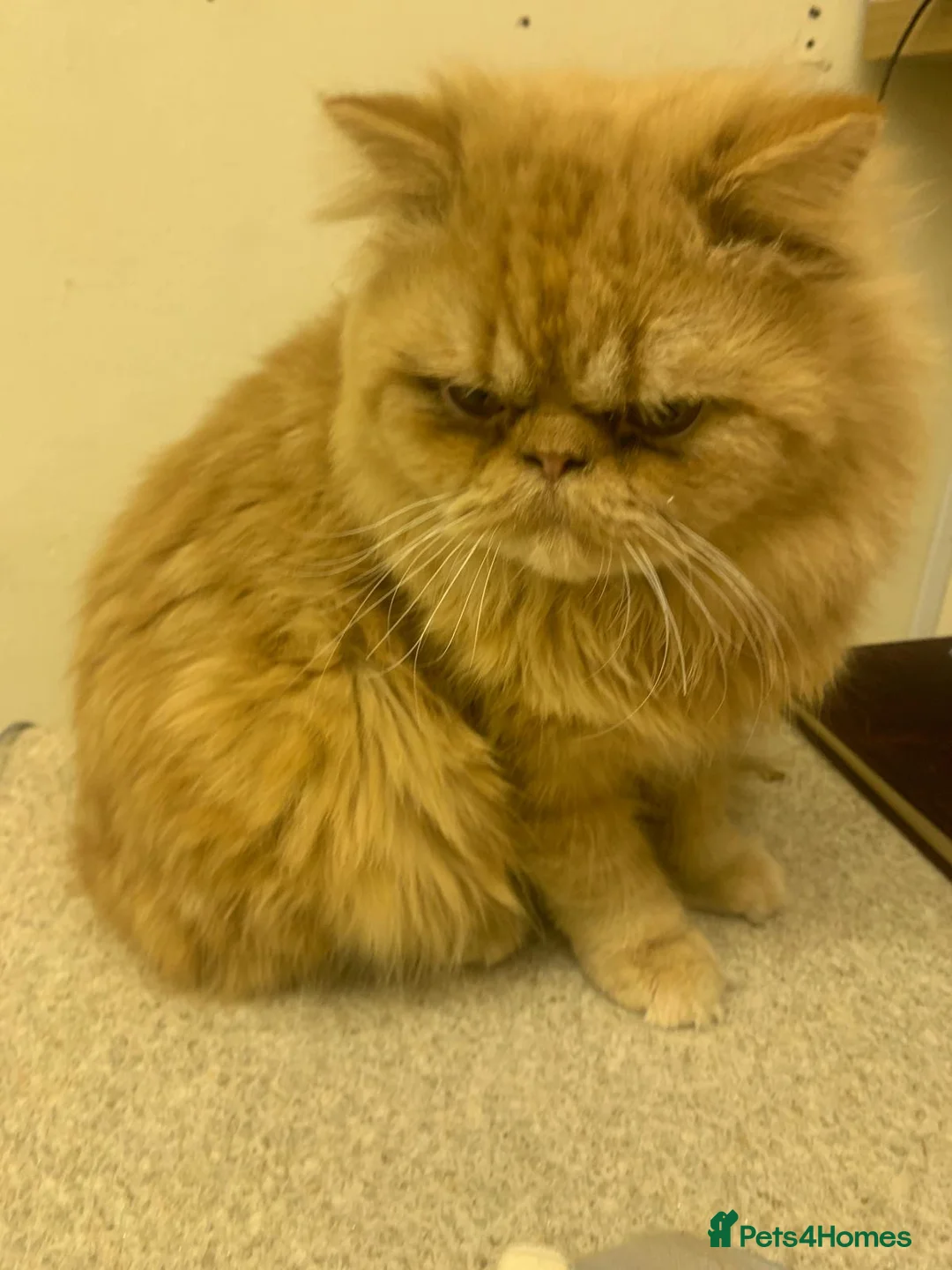 Persian cats for sale: Persian ginger cat in Harlow - Advert 1
