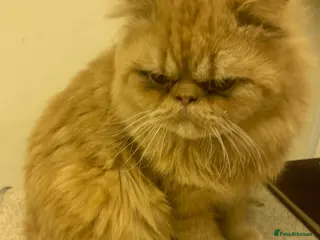 Persian cats Persian ginger cat in Harlow - Advert 5