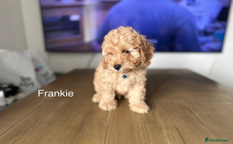 Cockapoo dogs - Advert 4