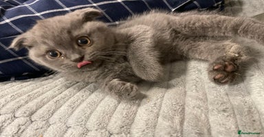 Scottish Fold cats Very Friendly Kittens, Pedigree Scottish Fold  - Advert 1