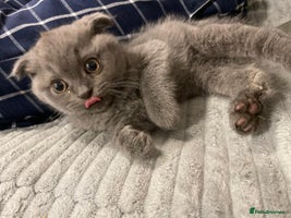 Scottish Fold cats Very Friendly Kittens, Pedigree Scottish Fold - Advert 1