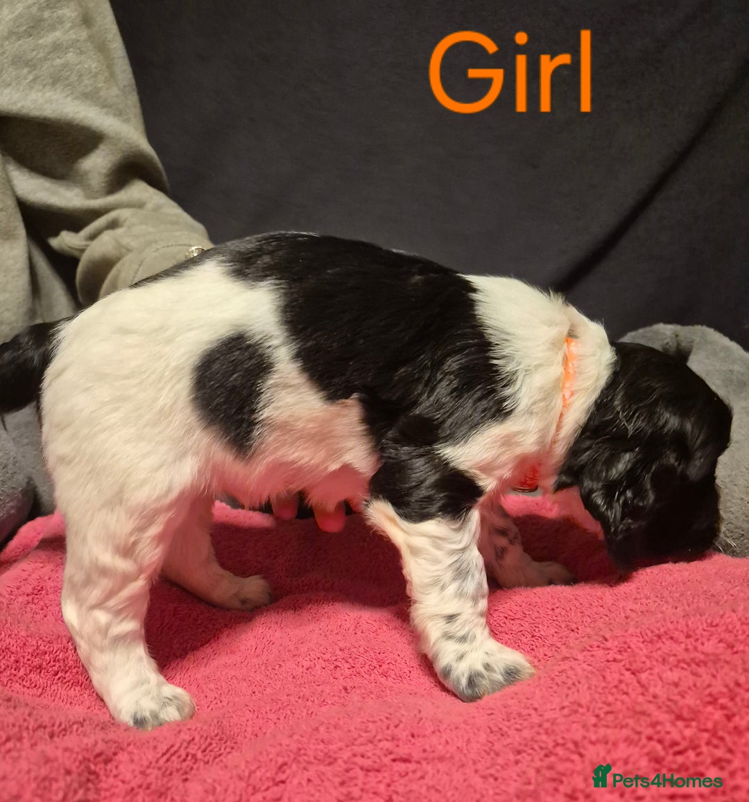 Mixed Breed dogs for sale: Sproker spaniel cross Cavalier King Charles  - Advert 24