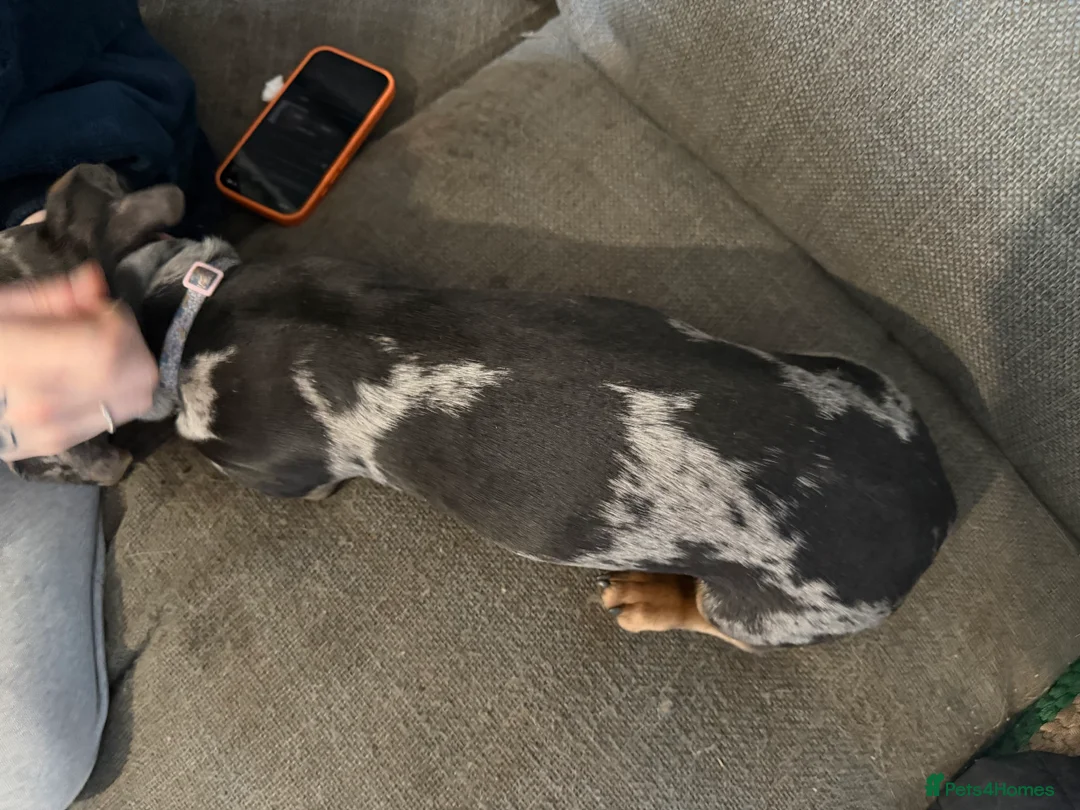 Dachshund dogs for sale: Beautiful dachshund girl - Advert 4