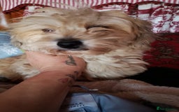 Yorkiepoo dogs for sale: Yorkipoos  - Image 6
