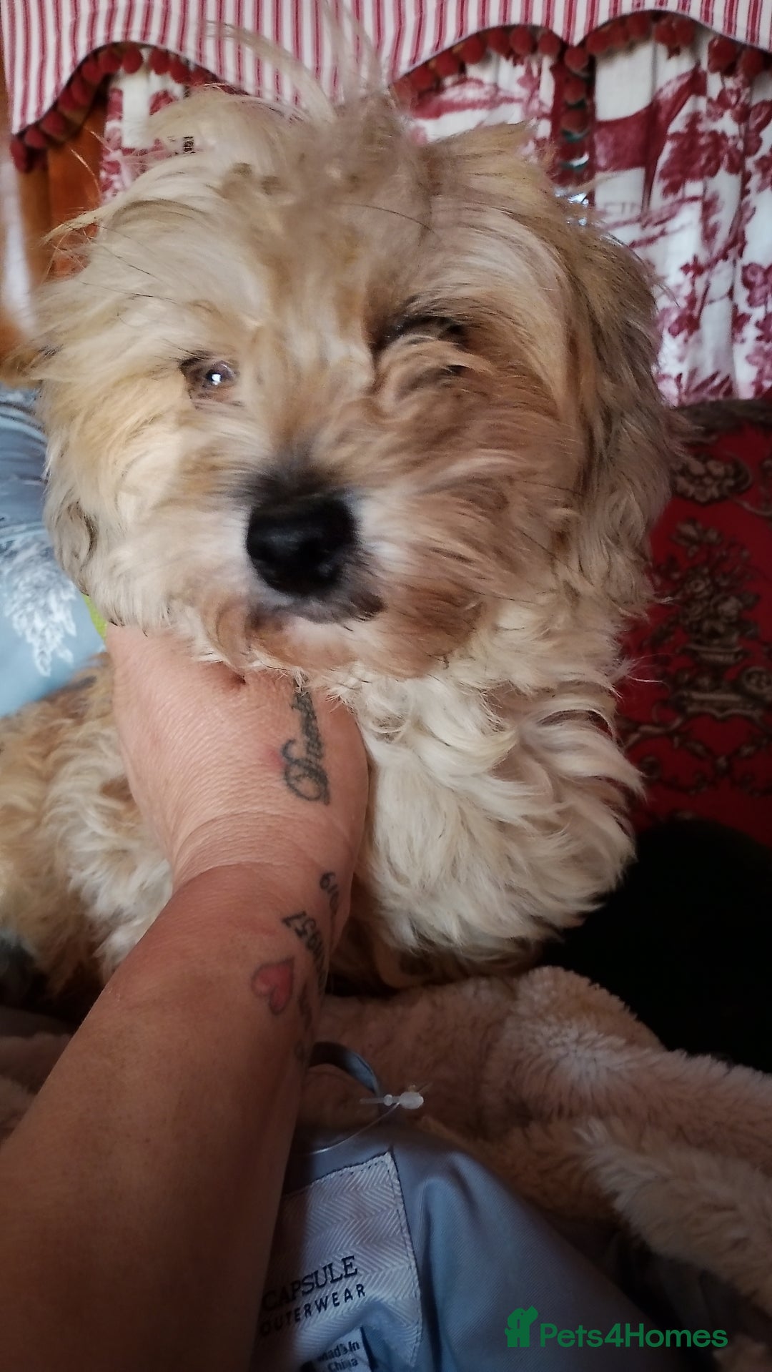 Yorkiepoo dogs for sale: Yorkipoos  - Image 6