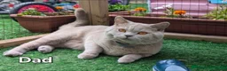 British Shorthair cats for sale: Beautiful British Shorthair Kittens 😻 - Advert 13