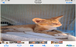 Mixed Breed cats for adoption: WE FIUND 2 BLIND KITTENS- CAN WE FIND ADOPTERS ??? - Advert 1