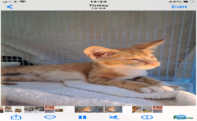 Mixed Breed cats WE FIUND 2 BLIND KITTENS- CAN WE FIND ADOPTERS ??? - Advert 1