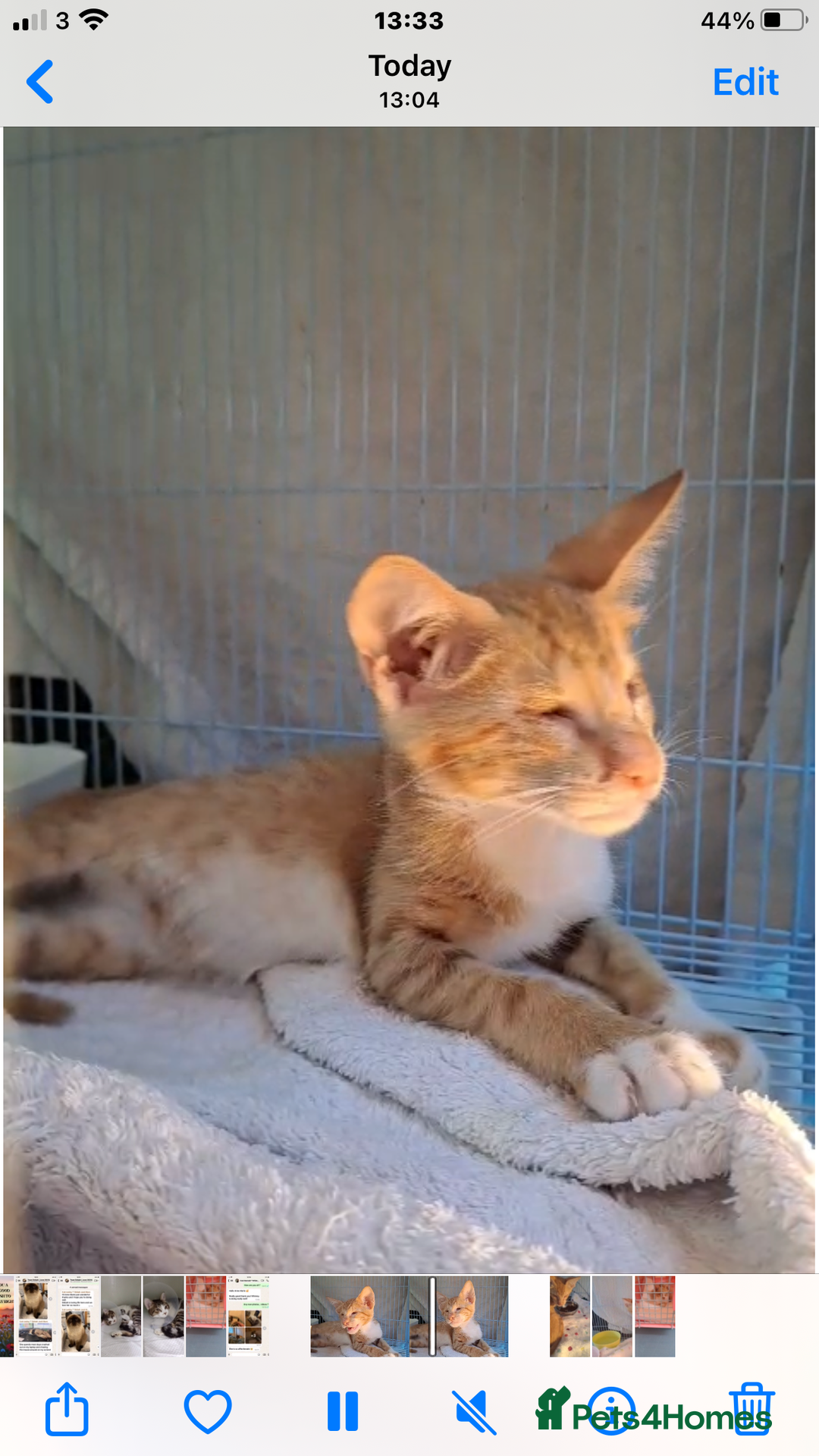 Mixed Breed cats for adoption: WE FIUND 2 BLIND KITTENS- CAN WE FIND ADOPTERS ??? - Advert 1