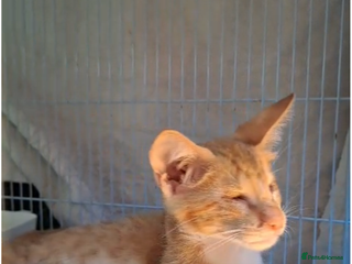 Mixed Breed cats **HELP** FOUND BLIND BOY OTTO- CAN WE FIND ADOPTER - Advert 16