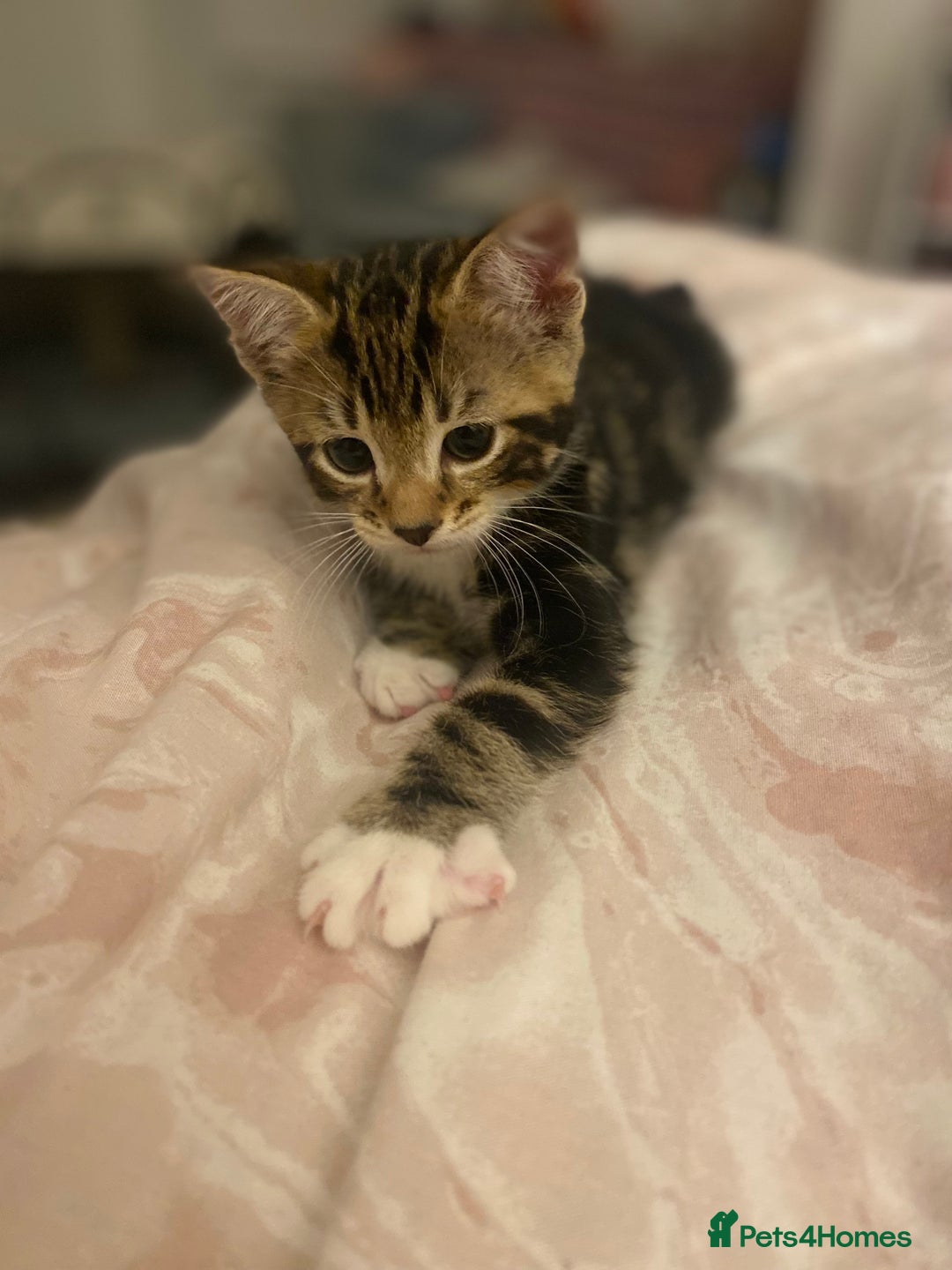 Mixed Breed cats for sale: 4 beautiful kittens for sale , 3 boys 1 girl  - Image 13