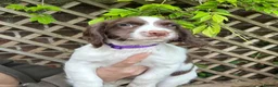 English Springer Spaniel dogs for sale: Springer spaniel pups  - Advert 6