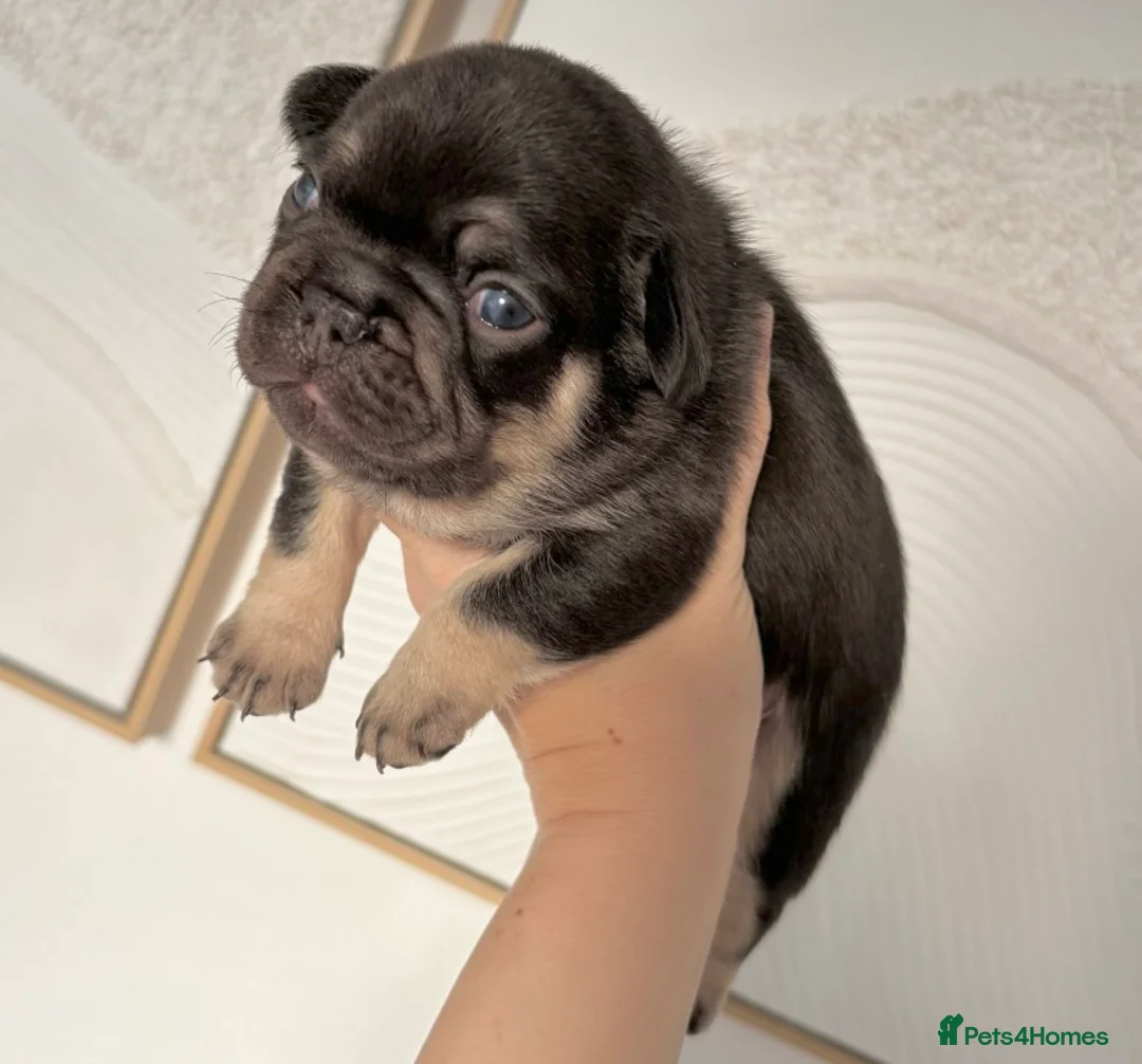 French Bulldog dogs for sale: FLUFFY FRENCH BULLDOG & FLUFFY CARRIER PUPPIES  - Advert 9