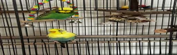 Budgerigars birds for sale: 2 bonded budgies, flight cage and toys  in Salisbury - Advert 8
