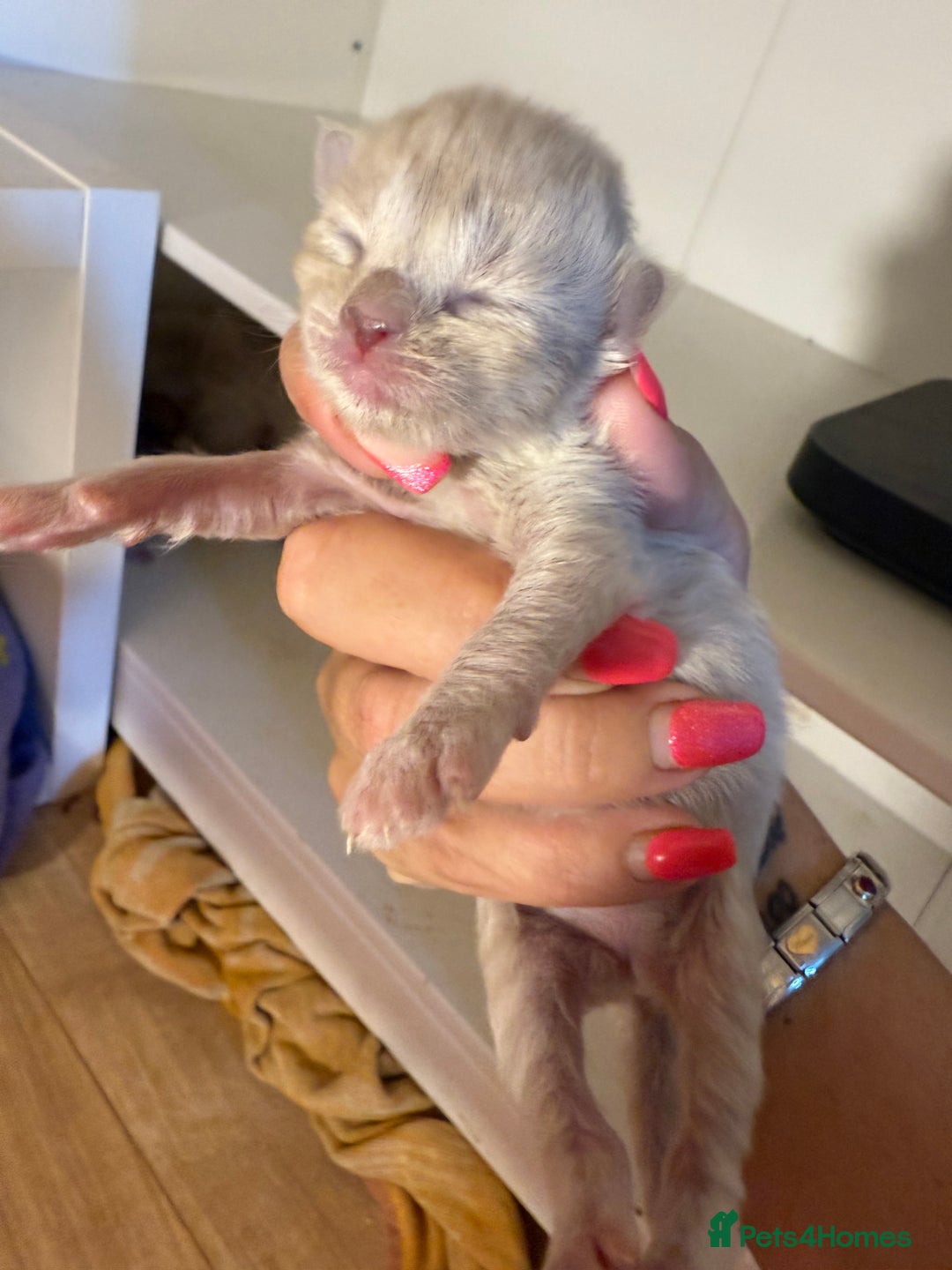 Ragdoll cats for sale: Ragdoll x British blue ONE MALE - Image 7