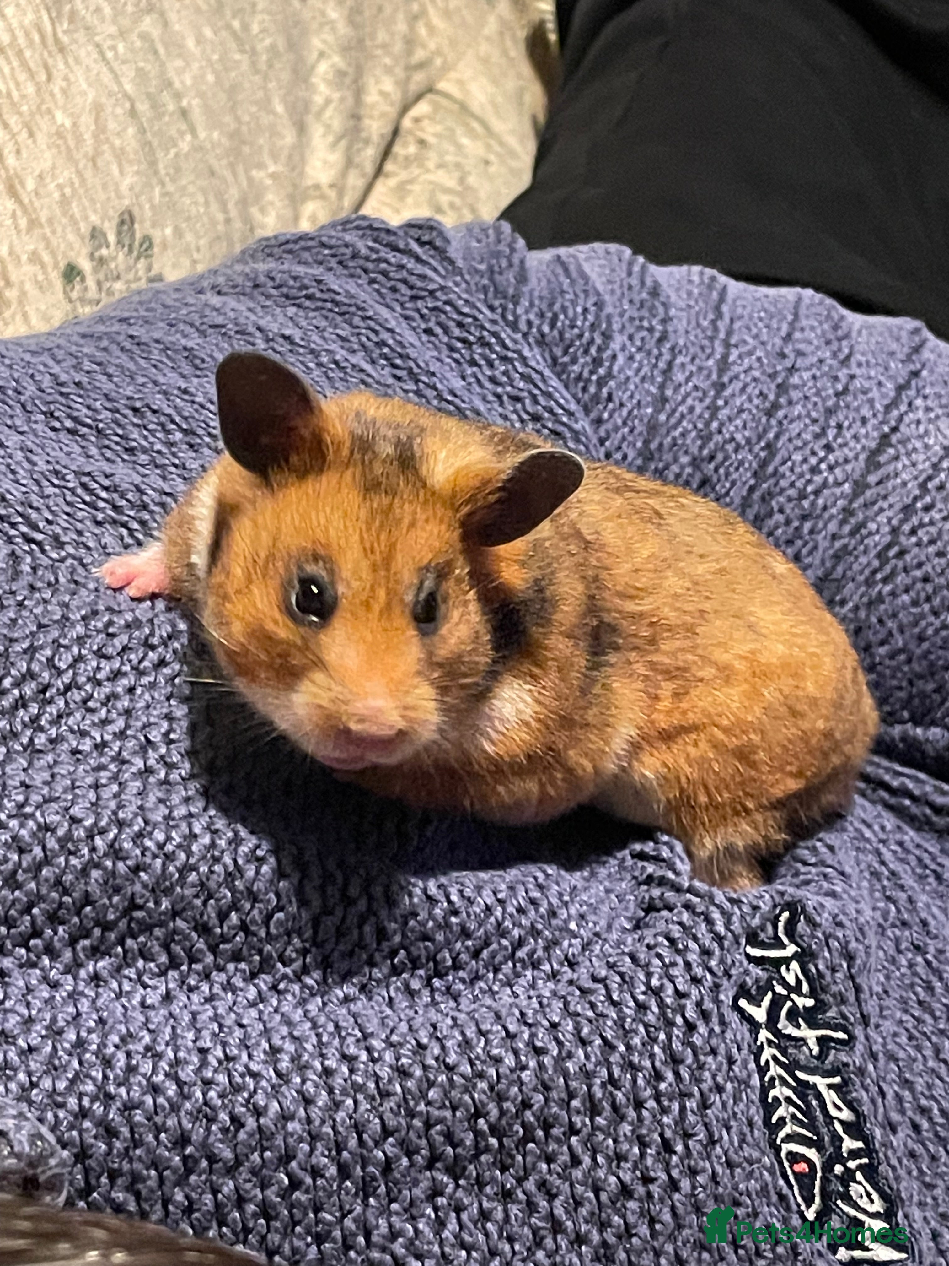 Hamster rodents Pedigree Syrian hamsters - Advert 14