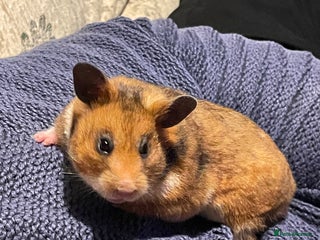 Hamster rodents Pedigree Syrian hamsters - Advert 3