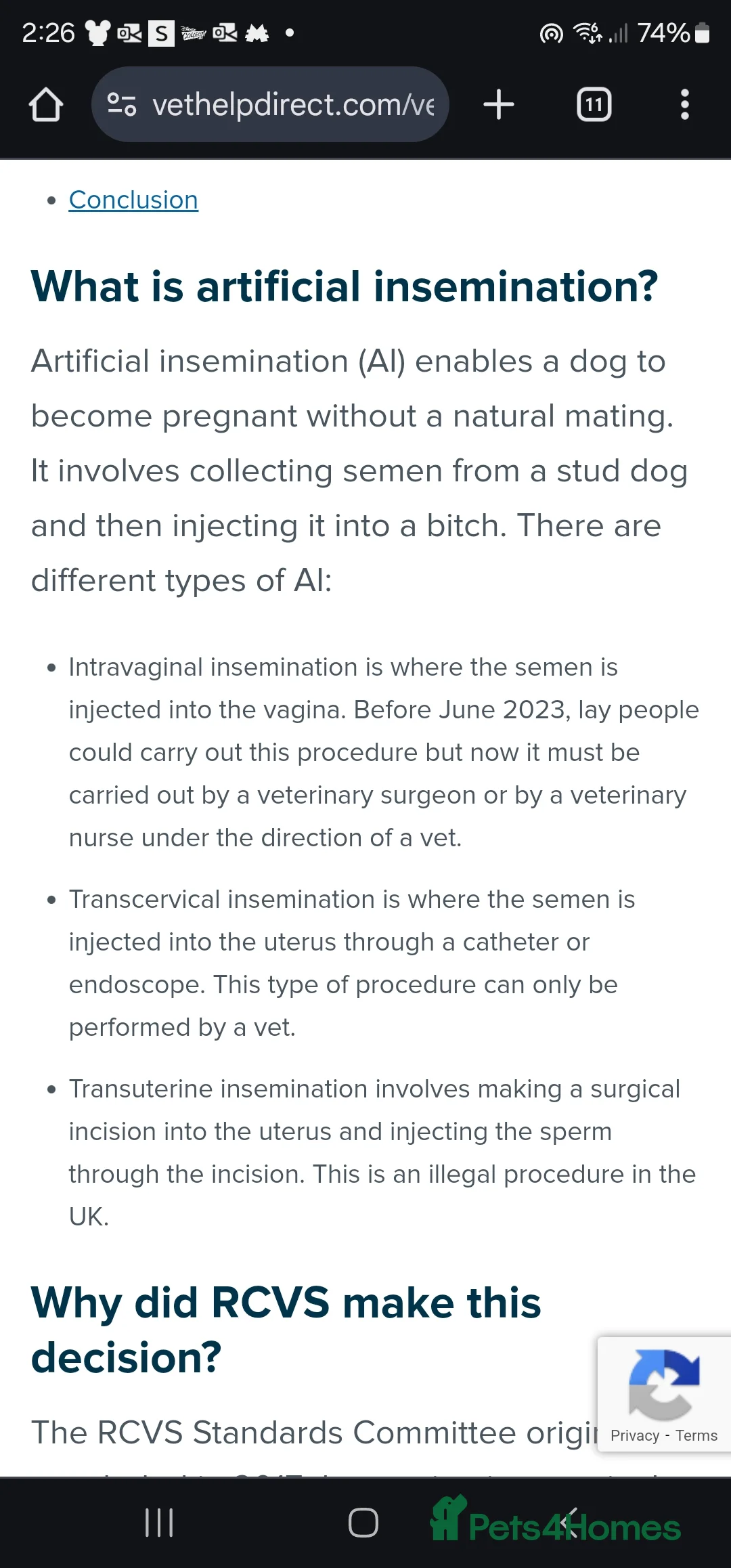 Dalmatian dogs for stud: Kc Baer tested stud sperm tested for quality  in Bedford - Advert 17