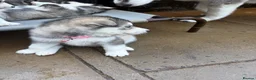 Siberian Husky dogs for sale: Stunning husky pups  - Advert 15