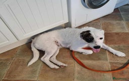 Mixed Breed dogs for adoption: Artemis - Fakenham Norfolk  - Image 8