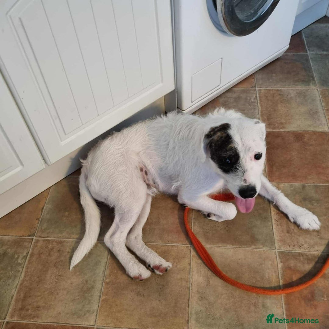 Mixed Breed dogs for adoption: Artemis - Fakenham Norfolk  - Image 8