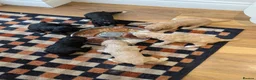 Sheepadoodle dogs for sale: Sheepadoddle Puppies  - Advert 4