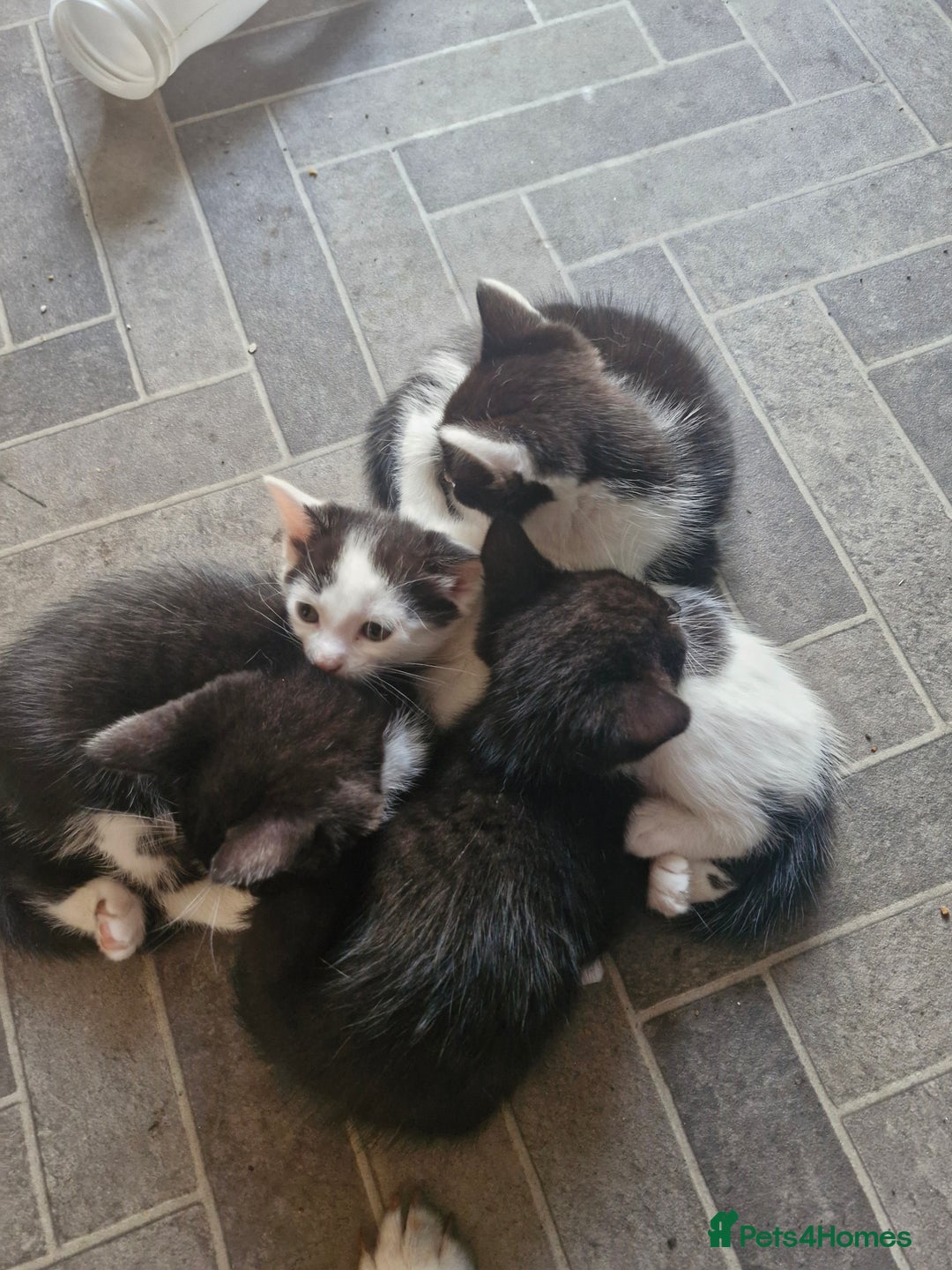 British Shorthair cats for sale: British short-hair kittens ready to be re-homed. - Image 5