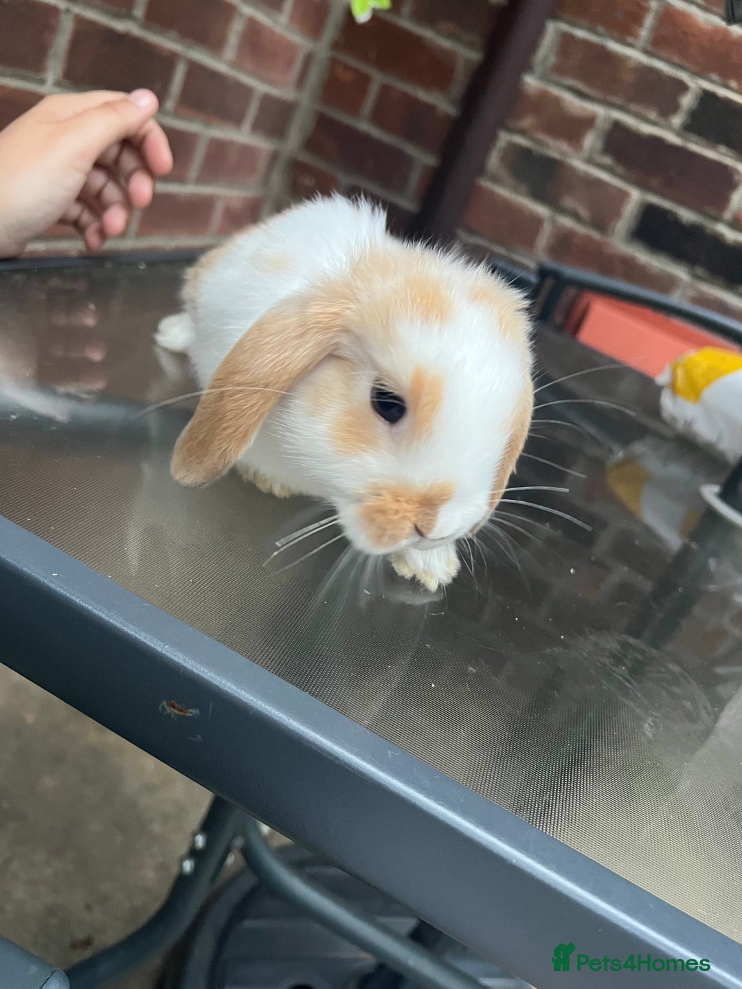 Mini Lop rabbits for sale: Mini lop  - Image 4