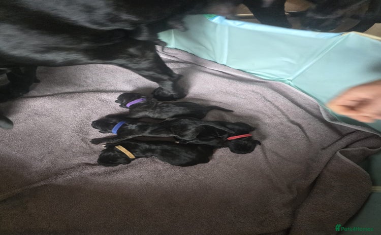Cane Corso dogs - Advert 16