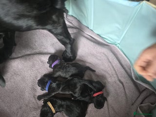 Cane Corso dogs - Advert 12