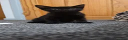 Mixed Breed cats for sale: 1 ginger 2 black kittens - Advert 3