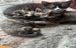 American Shorthair cats for sale: 4 kittens for sale - Image 2