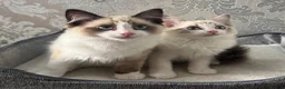 Ragdoll cats for sale: Beautiful Ragdoll Kittens - Advert 3